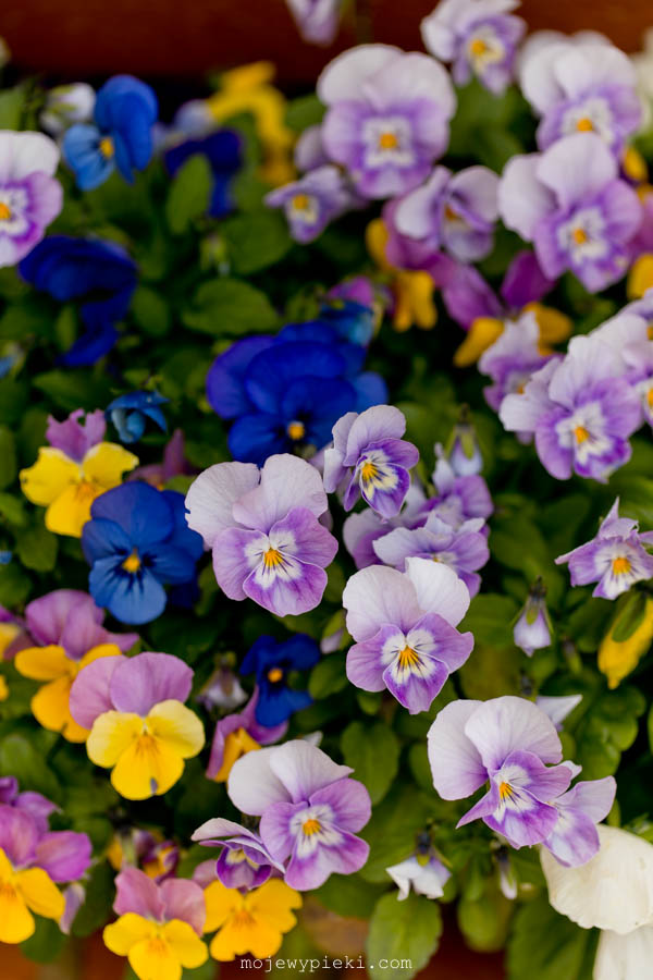 Pansy shortbread cookies